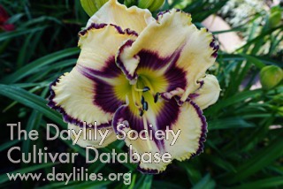 Daylily Into the Galaxies