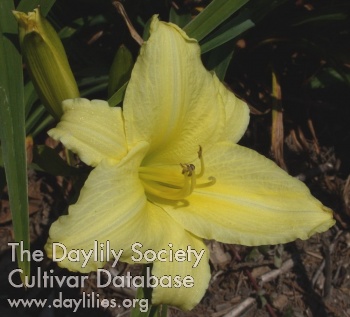 Daylily Irish Beauty