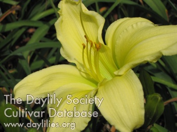 Daylily Irish Glory