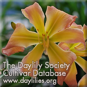 Daylily Isabel's Spider