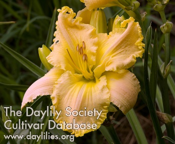 Daylily Isaiah Patience