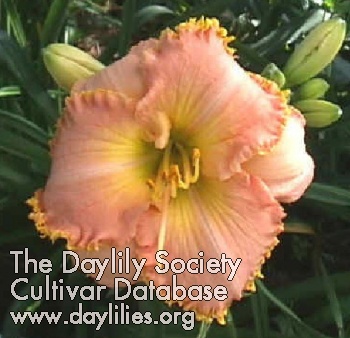 Daylily It's a Miracle