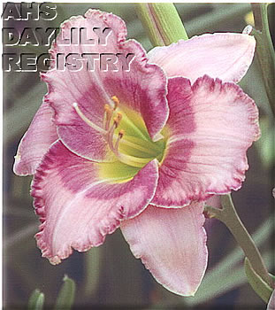 Daylily It's a Summertime Thing