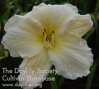 Daylily Ivory Parasol