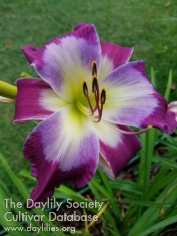 Daylily Izzy Purple