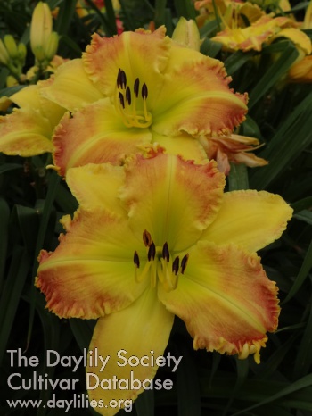 Daylily In the Garden of Angels