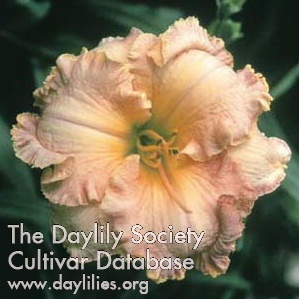 Daylily Inherited Wealth