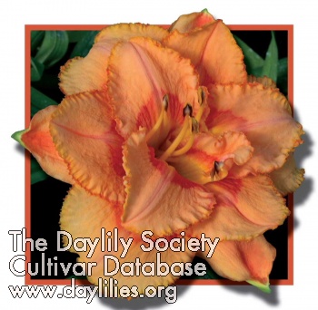 Daylily Inner Space