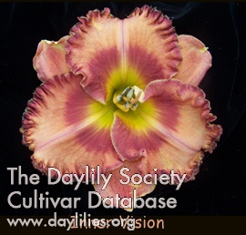 Daylily Inner Vision