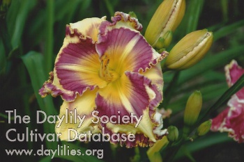Daylily In Vogue