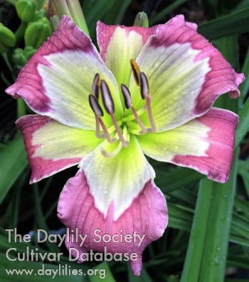Daylily Jammin's Periwinkle Pearl