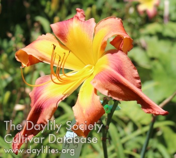 Daylily J and S 39th Anniversary