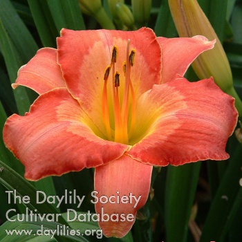 Daylily Japanese Brocade