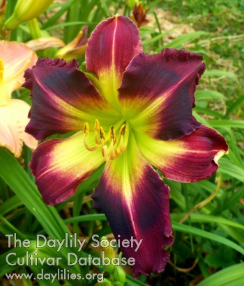 Daylily Jazzy Daughter