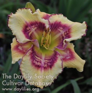 Daylily Jeepers Creepers