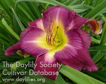 Daylily Jerry Hyatt