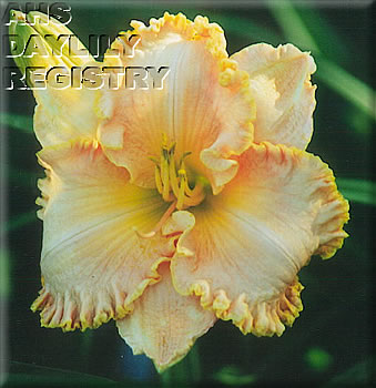 Daylily Jerry's Sweetheart