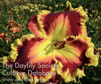 Daylily Jeweled for Royalty