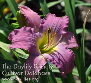 Daylily Jewel of the Oasis