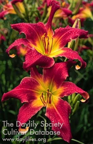 Daylily Jolly Red Giant