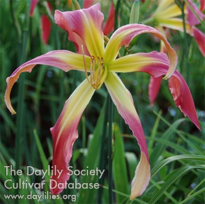 Daylily Judy Jungle Cat