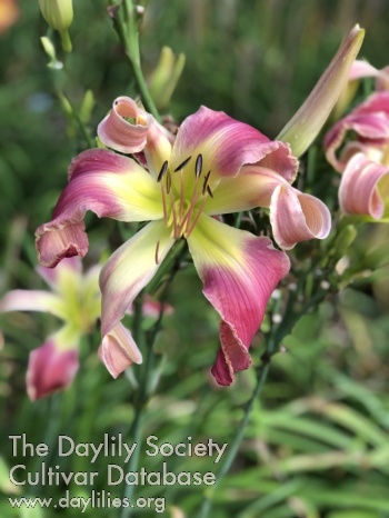 Daylily Judy's World
