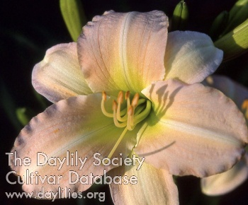 Daylily Julia Tanner
