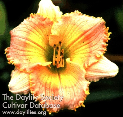 Daylily Jungle Spice