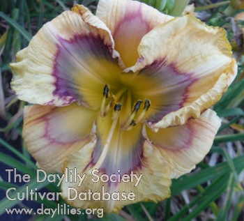 Daylily Just Connect