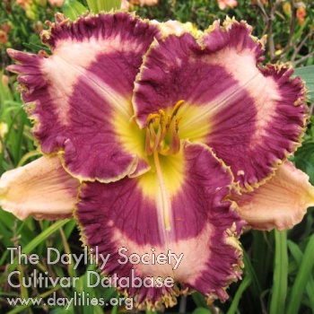 Daylily Just My Luck