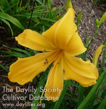 Daylily Just for Laughs