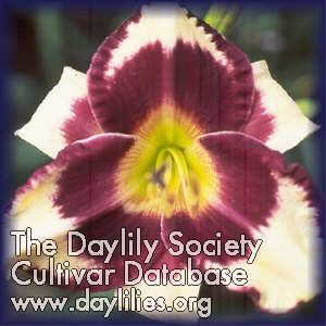 Daylily Jamaican Me Crazy