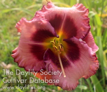 Daylily Juris Purple Harmony