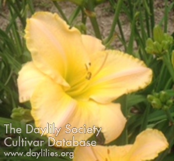 Daylily Just One Victory