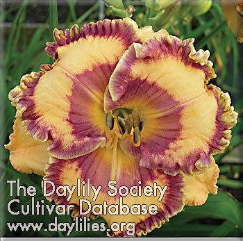 Daylily Keep on Dreaming