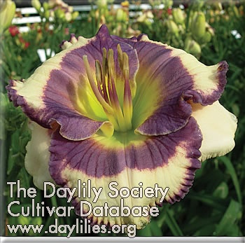 Daylily Keep on Hoping