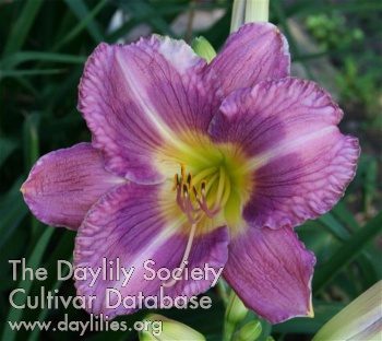Daylily Knoll Cottage Tia Marie