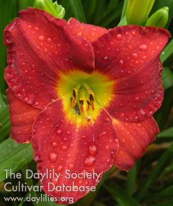 Daylily Kaskel Super Red