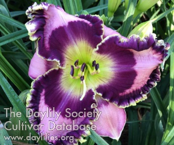 Daylily Kelley's Laughter