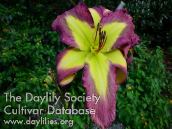 Daylily Kelly's Star