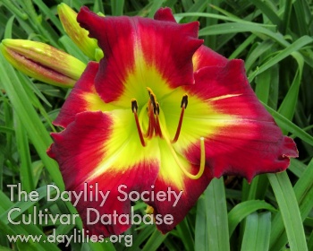 Daylily Kennesaw Midnight Kisses