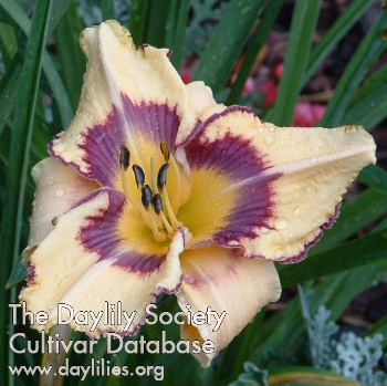 Daylily Kevin Walek