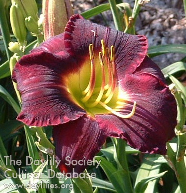 Daylily Killer