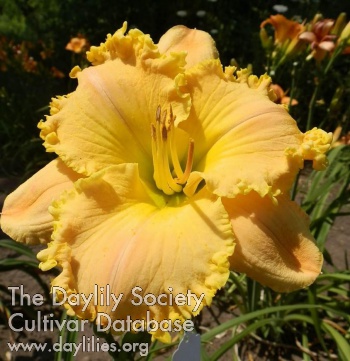 Daylily Kim's Laughter