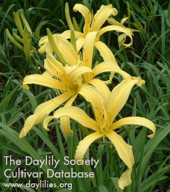 Daylily Kindly Light