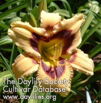 Daylily King's Favor