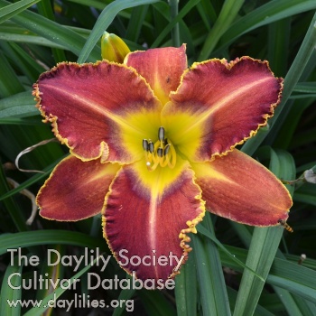 Daylily King in Red