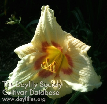 Daylily King of Kings