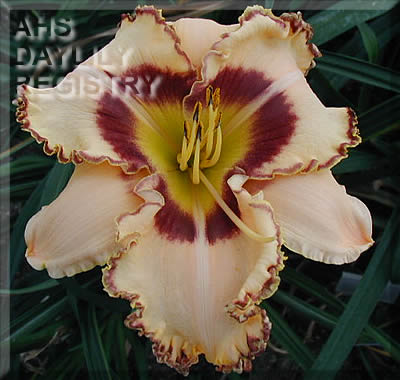 Daylily King of the Ages
