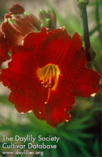 Daylily King's Red Velvet